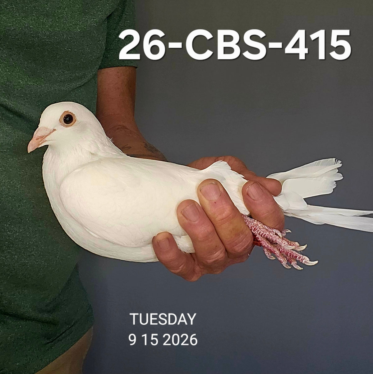 26-CBS-415 Belgian White hen.