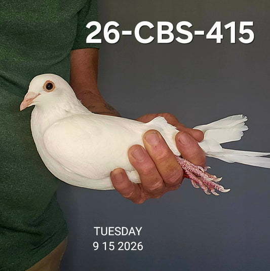 26-CBS-415 Belgian White hen.