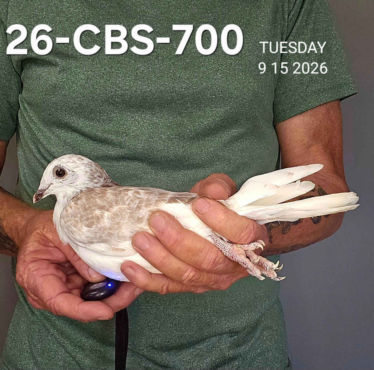 26-CBS-700 Red grizzle hen. Ironsides & Kittel lines.