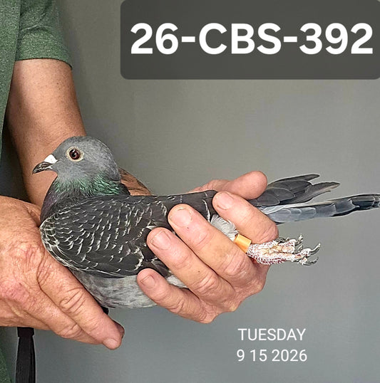 26-CBS-392 Dark Check hen. PURE LONG DISTANCE!!