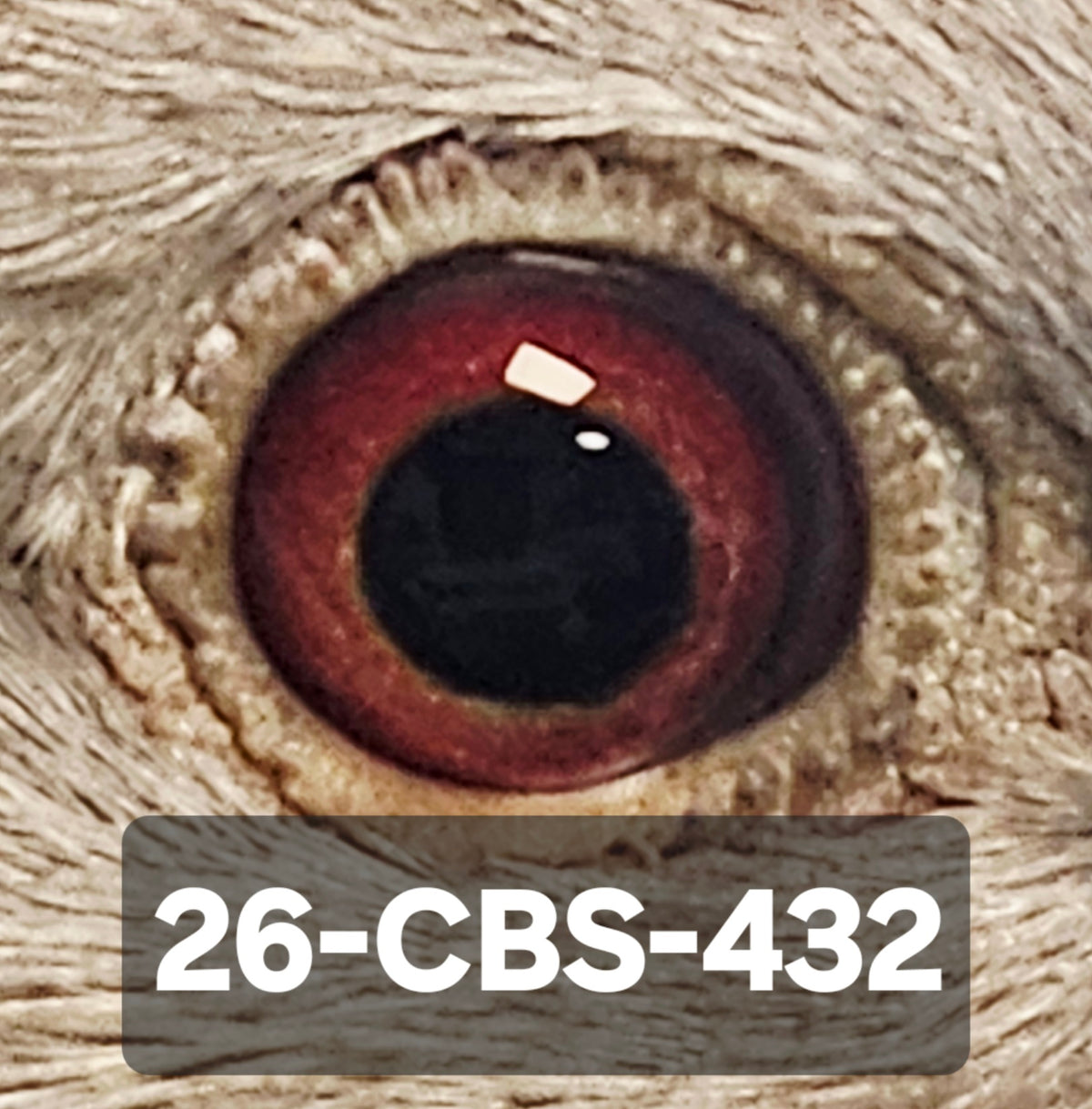 26-CBS-432 Red Check cock. Kannibaal & Kittel line.