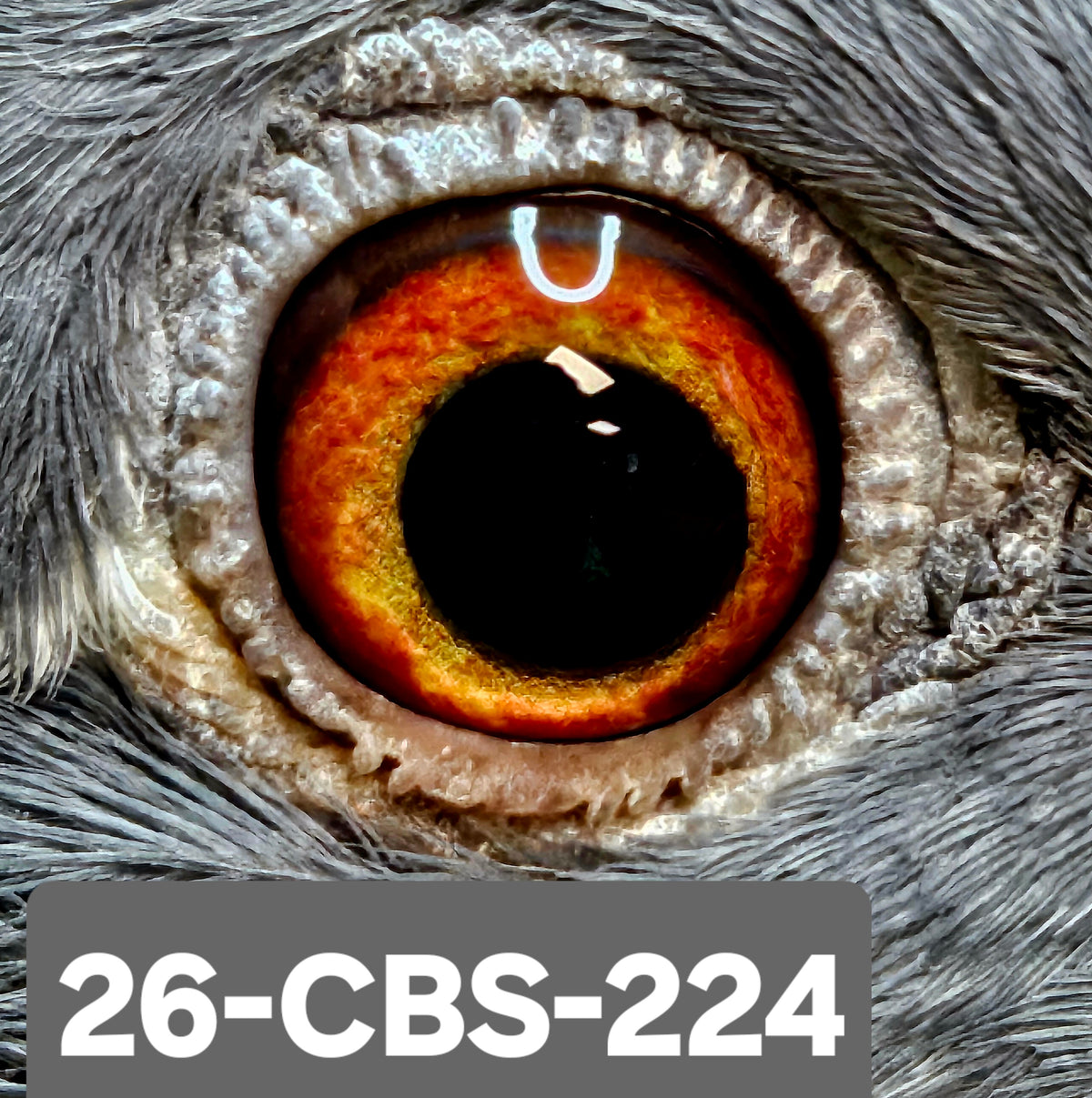 26-CBS-224 Light check hen.