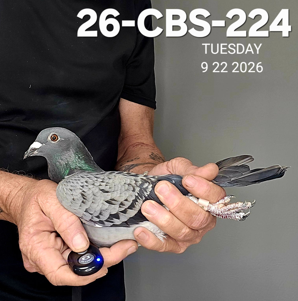 26-CBS-224 Light check hen.