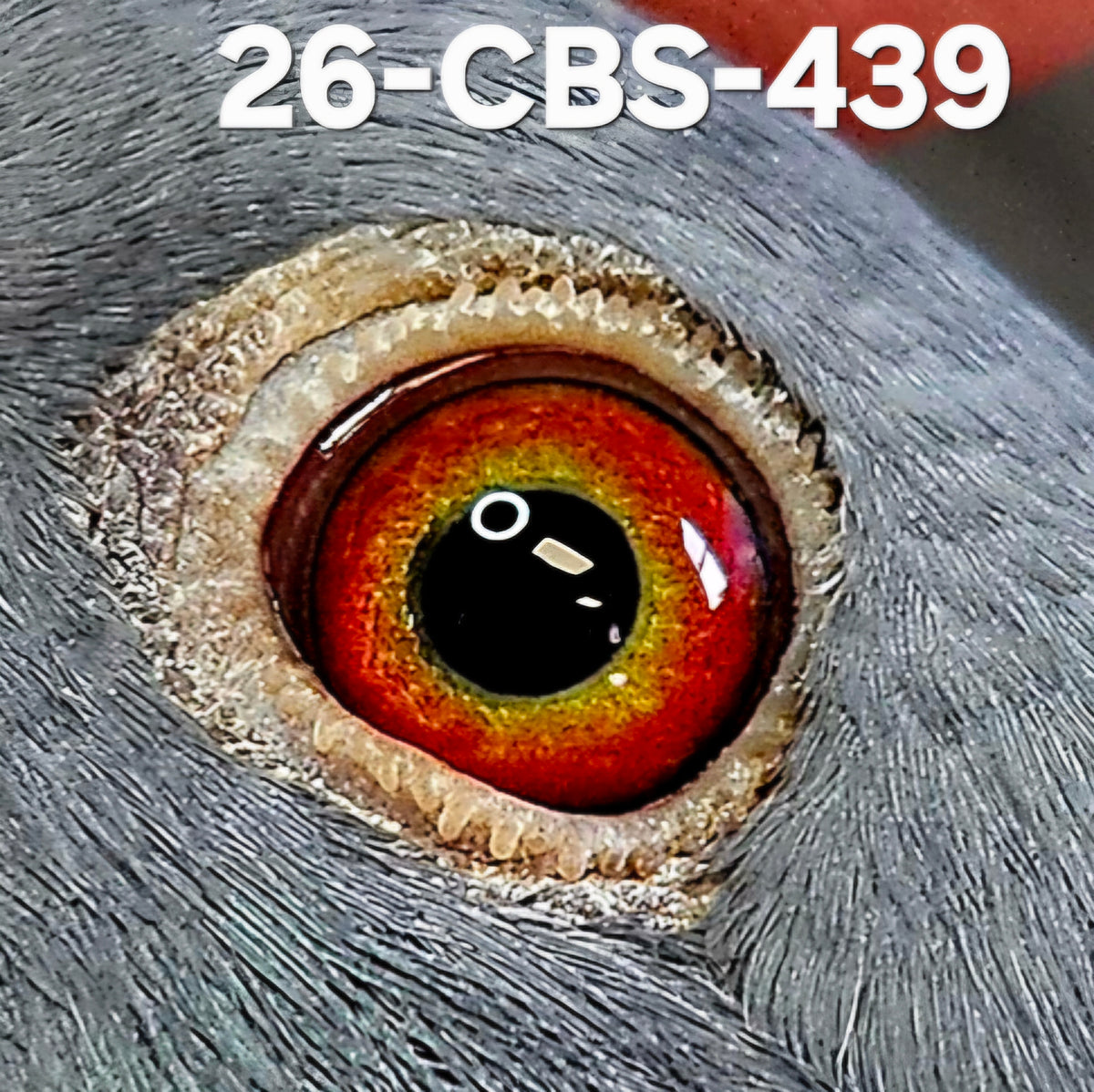26-CBS-439 Dark check cock. Grandson "Ebony" super Rudi De Saer