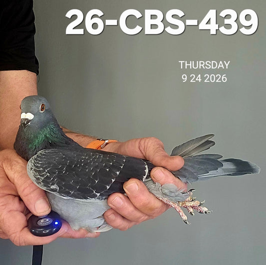 26-CBS-439 Dark check cock. Grandson "Ebony" super Rudi De Saer