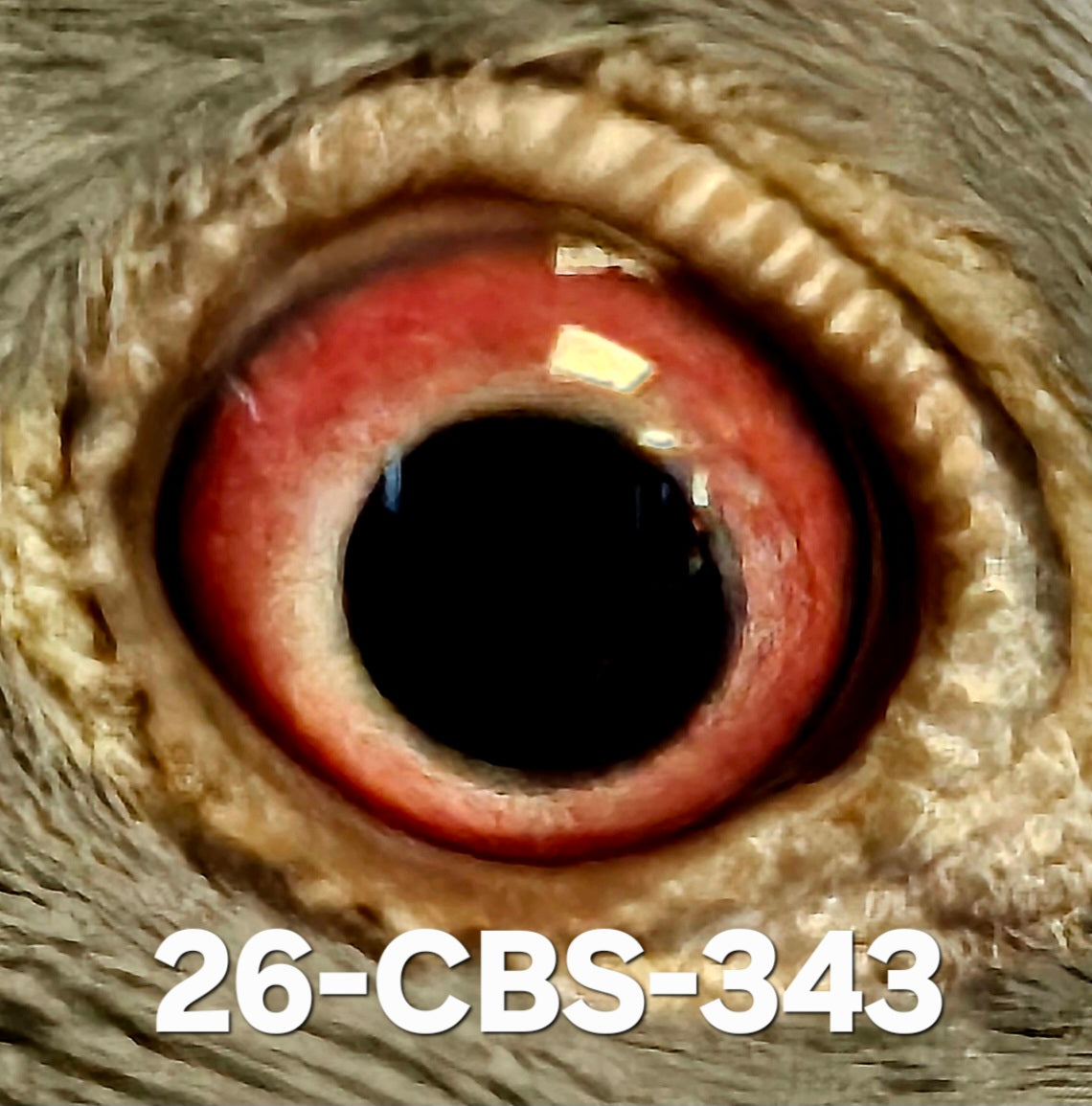 26-CBS-343 Light check cock. Grandson 'Rudi'.