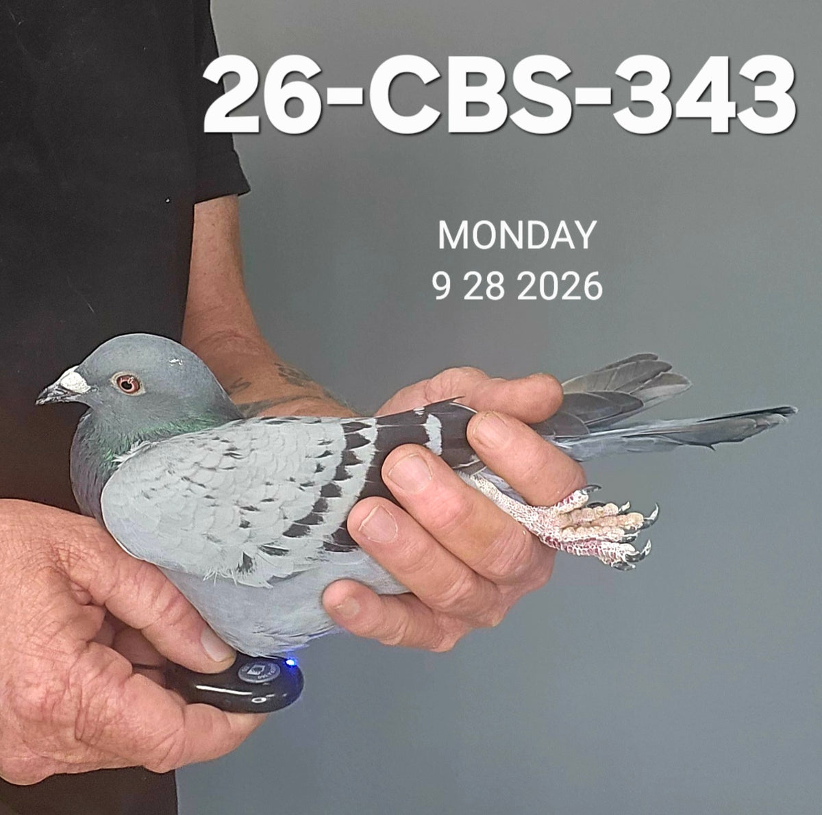 26-CBS-343 Light check cock. Grandson 'Rudi'.