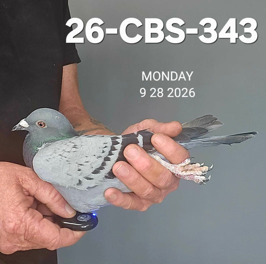 26-CBS-343 Light check cock. Grandson 'Rudi'.