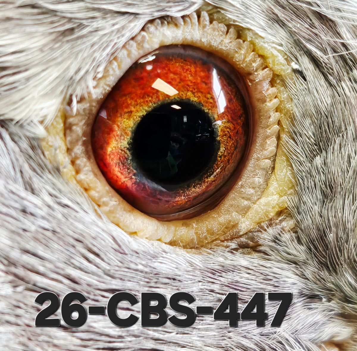 26-CBS-447 Red check cock. Grandson "Bellatrix"