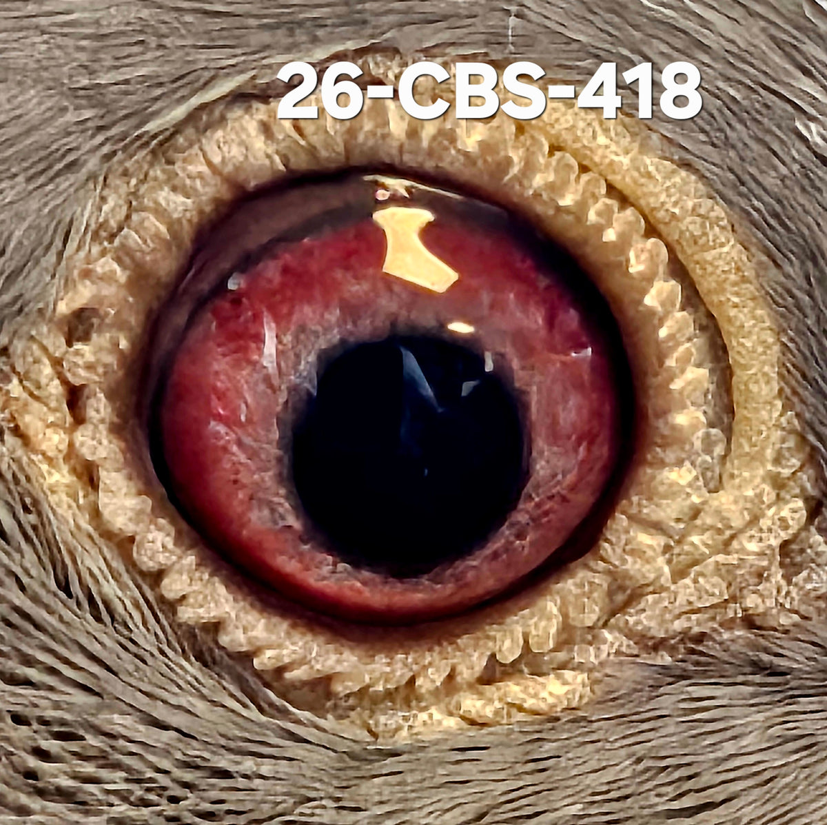 26-CBS-418 Light check hen. Daughter "Bleu Cheese", granddaughter "Rudi" & "Kambree".