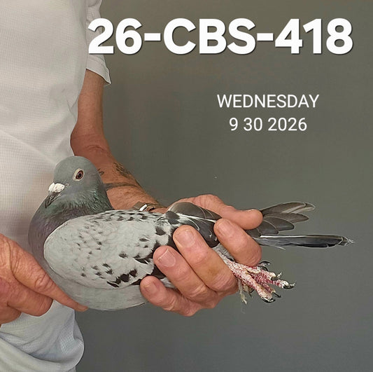26-CBS-418 Light check hen. Daughter "Bleu Cheese", granddaughter "Rudi" & "Kambree".