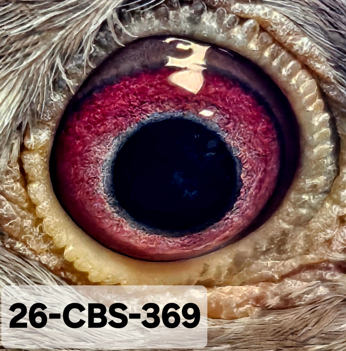 26-CBS-369 Red check cock. 019 Janssen.