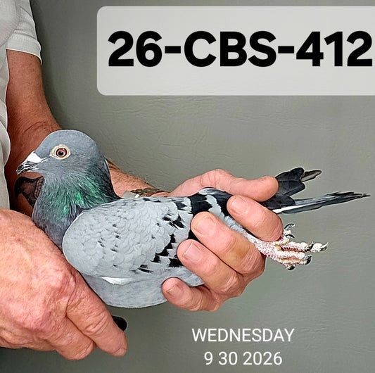 26-CBS-412 Light check hen. Granddaughter "Mirror Pair"