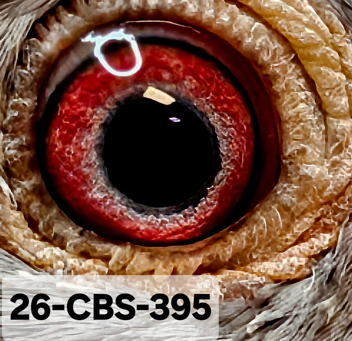 26-CBS-395 Silver Cock.