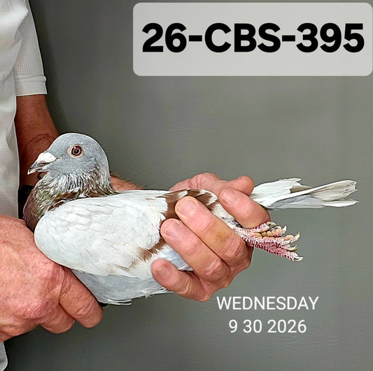 26-CBS-395 Silver Cock.