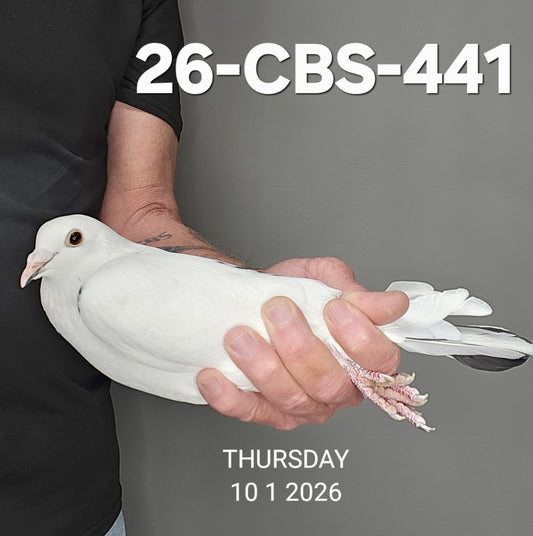 26-CBS-441 Blue check splash hen. Belgian white & 019 Janssen.