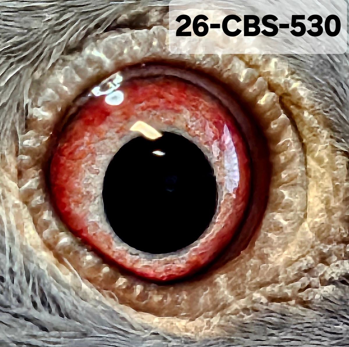 26-CBS-530 Blue Check cock