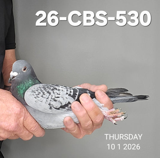 26-CBS-530 Blue Check cock