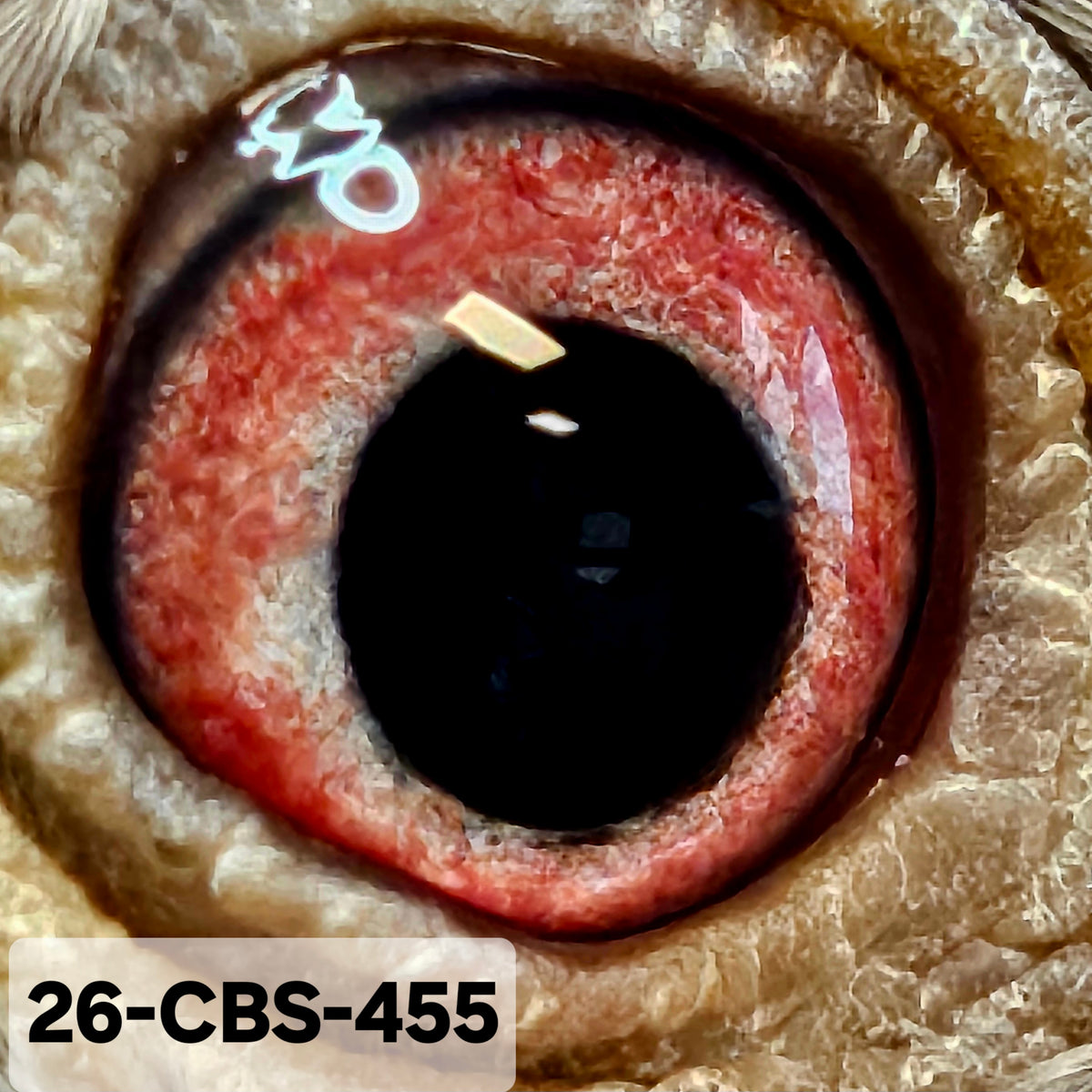 26-CBS-455 Red check hen. Pollin, Kaasboer.