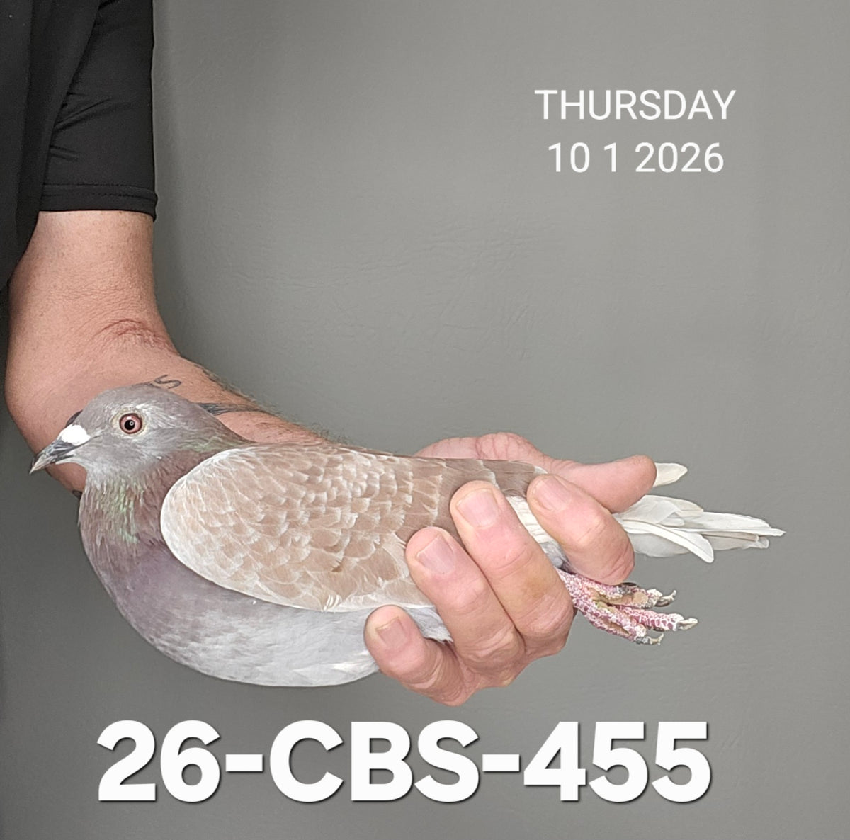 26-CBS-455 Red check hen. Pollin, Kaasboer.
