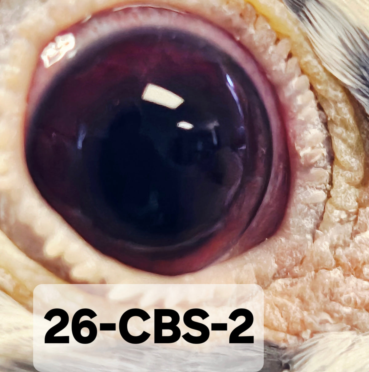 26-CBS-2 Blue check splash cock. 019 Janssen.