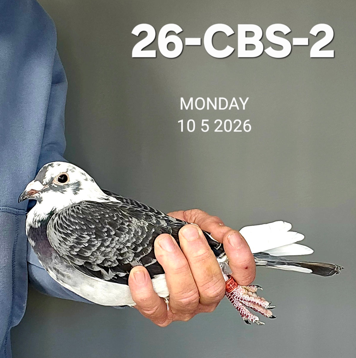 26-CBS-2 Blue check splash cock. 019 Janssen.