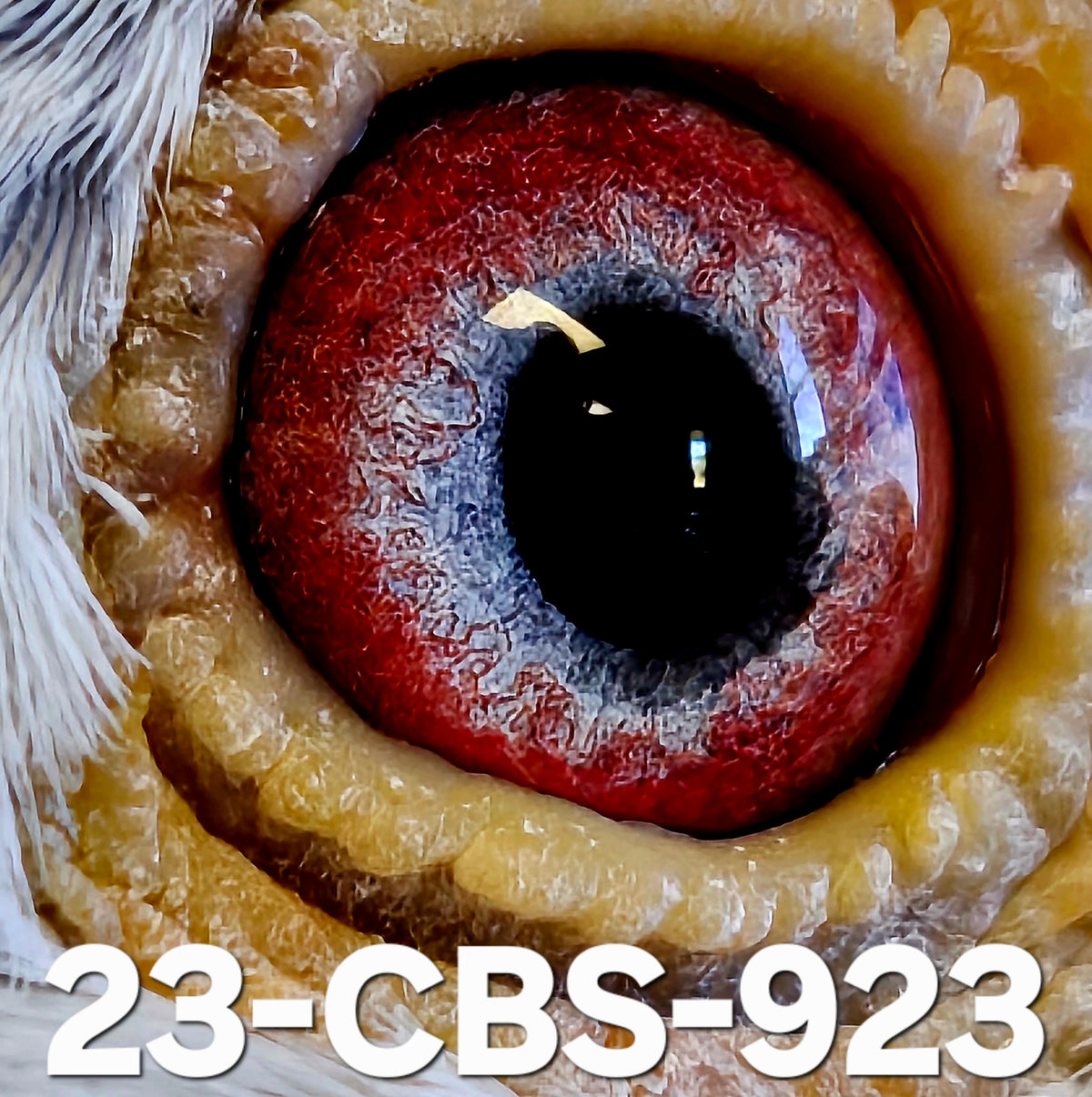 23-CBS-923 Grizzle cock. Son "Ironsides" 4x 1st, 2nd National Ace middle distance!!