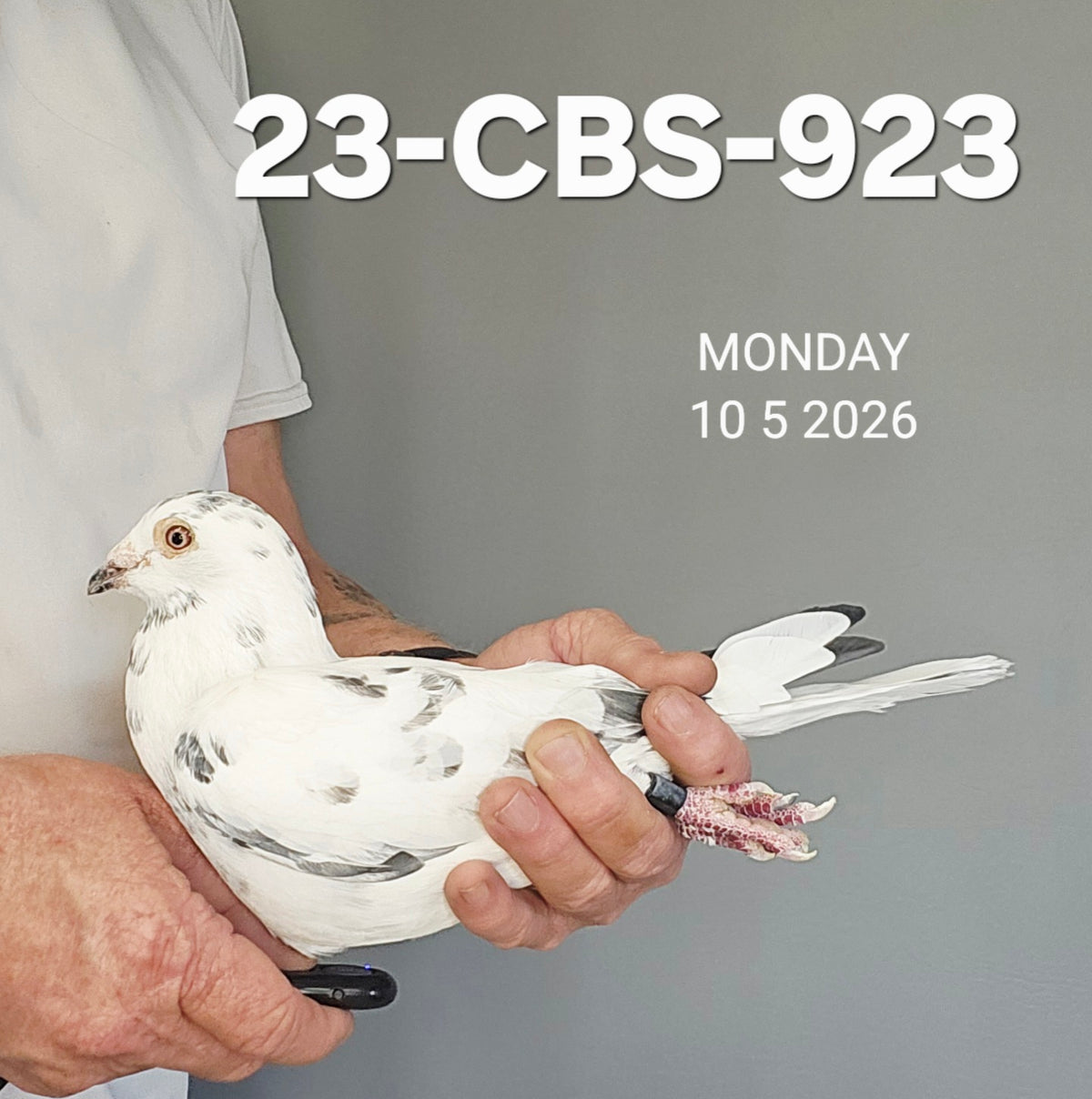 23-CBS-923 Grizzle cock. Son "Ironsides" 4x 1st, 2nd National Ace middle distance!!