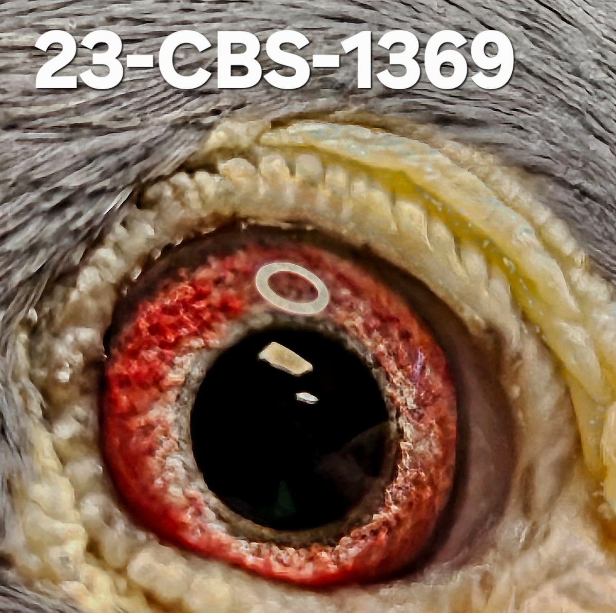 23-CBS-1369 Blue cock. Son "Perfect Blue", Kaasboer.