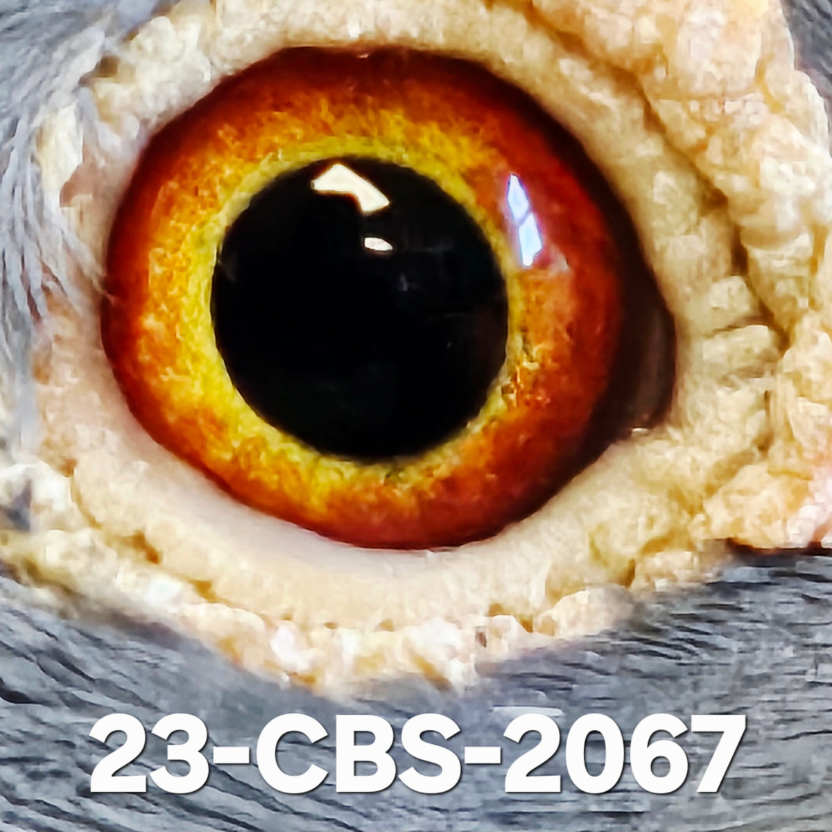 23-CBS-2067 Blue check cock. Bred from Dad's race team.