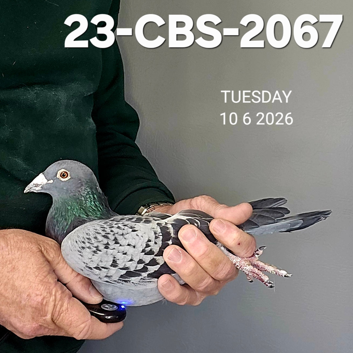 23-CBS-2067 Blue check cock. Bred from Dad's race team.