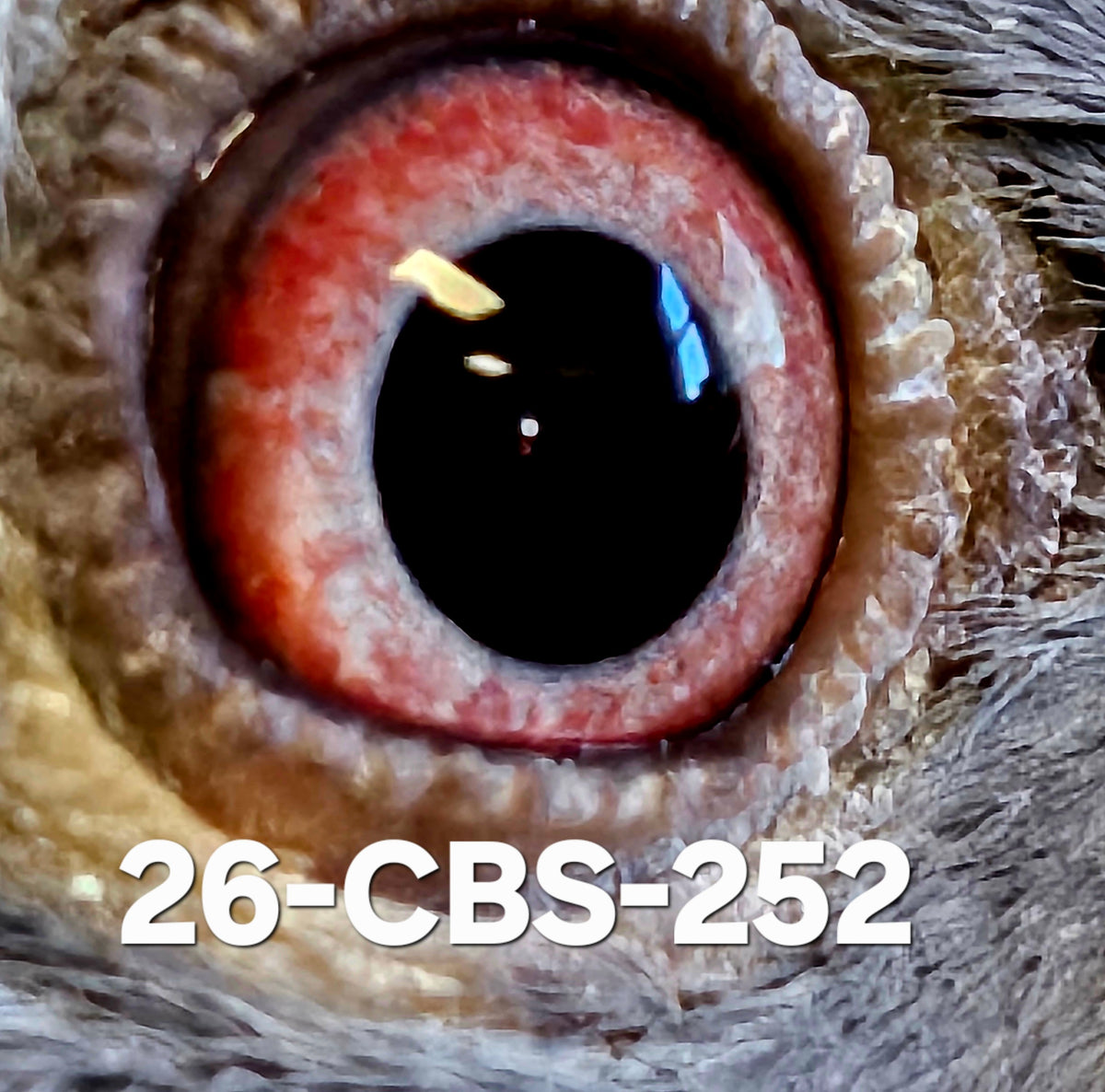 26-CBS-252 Dark check hen. Daughter "Black Booster I" and "Ebony". SUPER BREEDING!!
