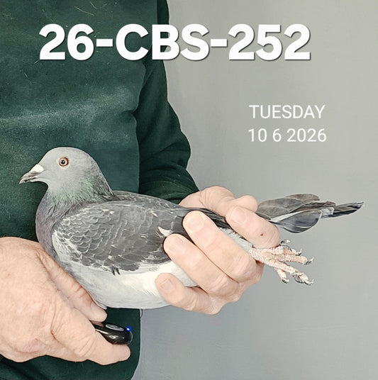 26-CBS-252 Dark check hen. Daughter "Black Booster I" and "Ebony". SUPER BREEDING!!