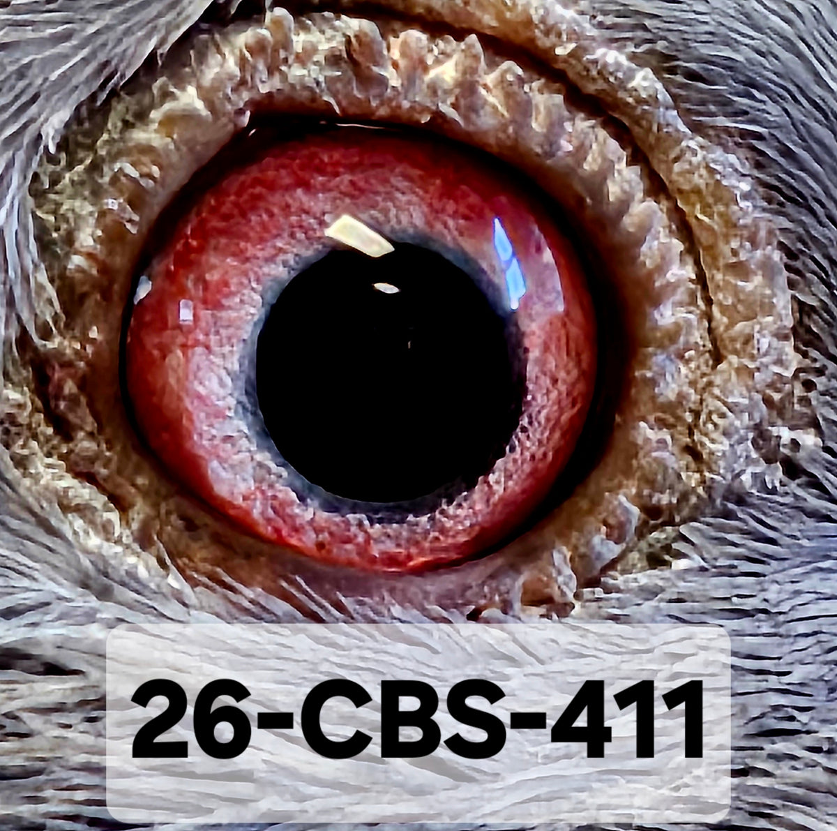 26-CBS-411 Blue cock. Blackjack, Triple DiCaprio! FOUNDATION QUALITY!!
