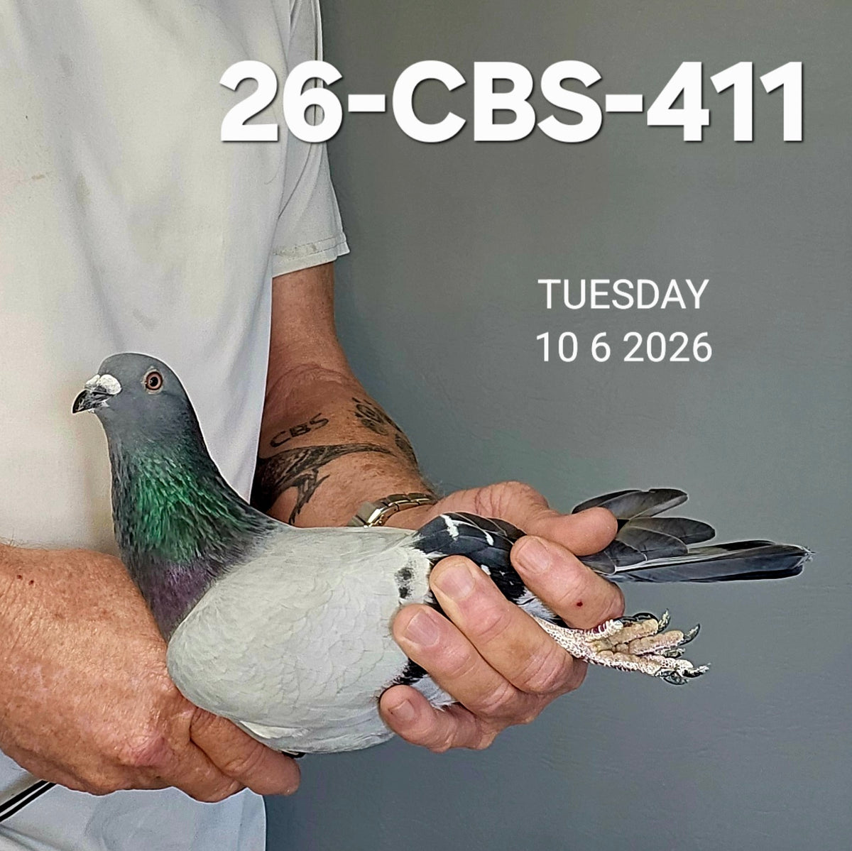 26-CBS-411 Blue cock. Blackjack, Triple DiCaprio! FOUNDATION QUALITY!!