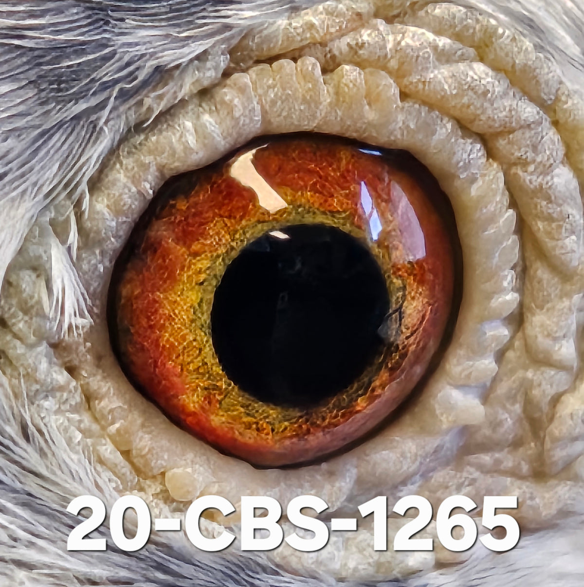 20-CBS-1265 Grizzle hen. Granddaughter "Early Grey". Daughter "Snowcat"