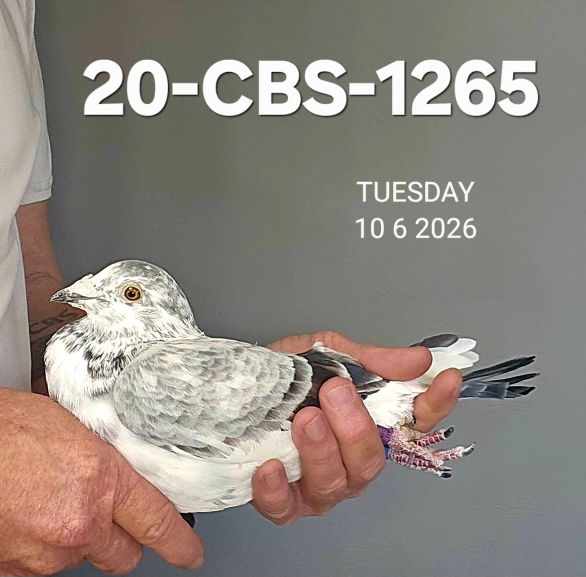 20-CBS-1265 Grizzle hen. Granddaughter "Early Grey". Daughter "Snowcat"
