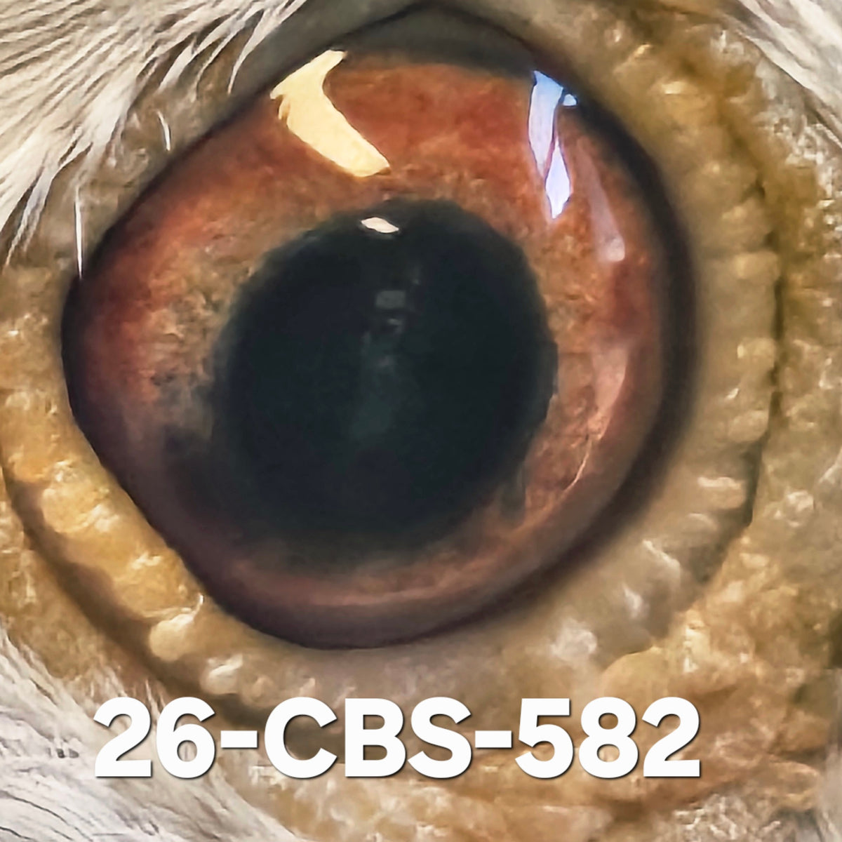 26-CBS-582 Red check splash hen. Van Elsacker x Lambrechts!!