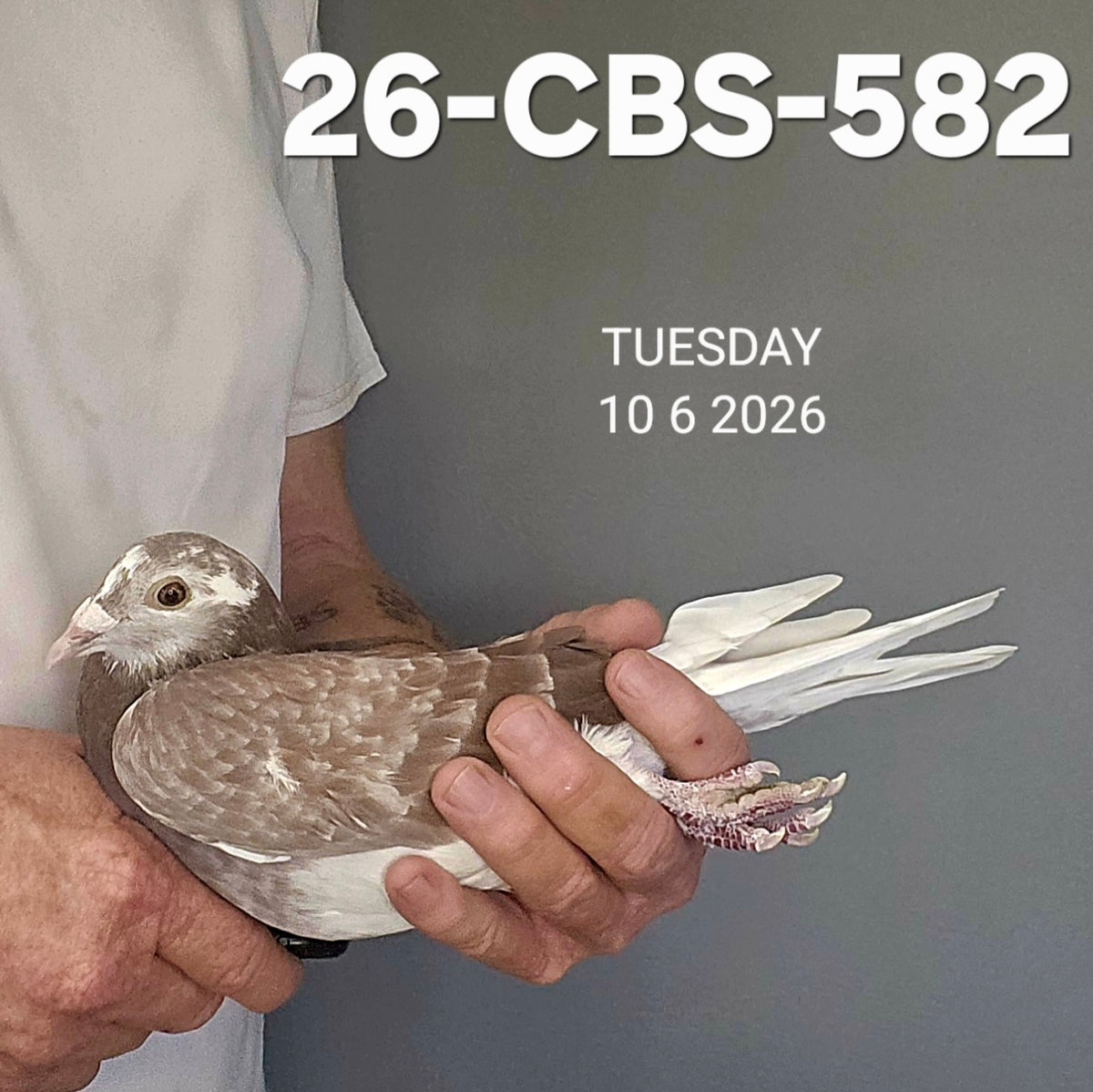 26-CBS-582 Red check splash hen. Van Elsacker x Lambrechts!!
