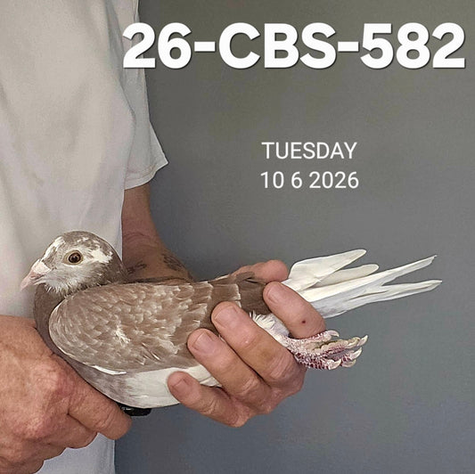 26-CBS-582 Red check splash hen. Van Elsacker x Lambrechts!!