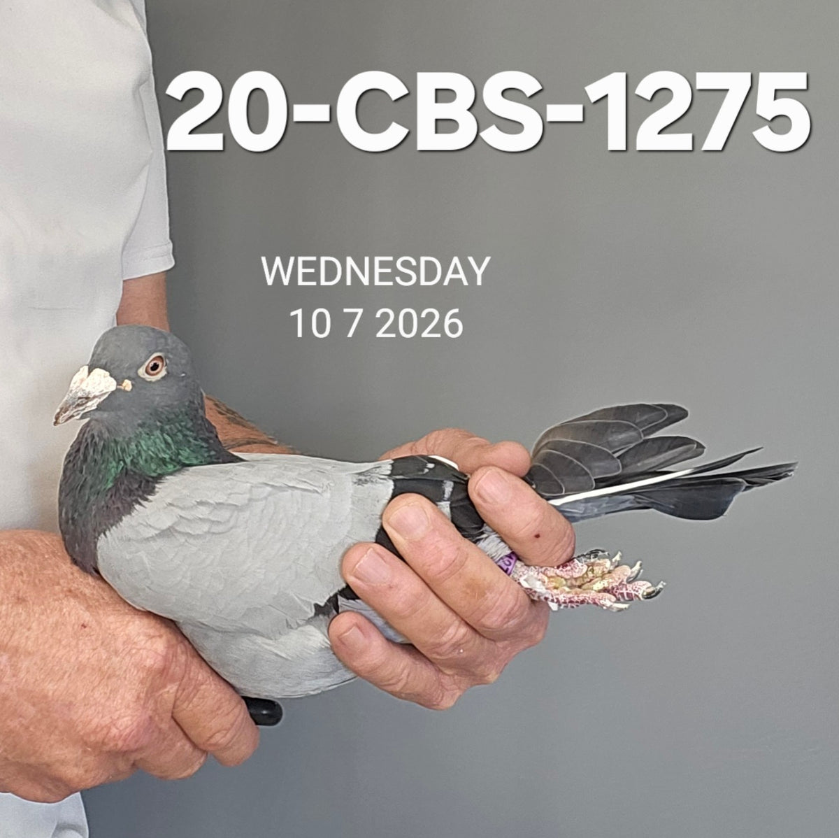 20-CBS-1275 Blue Cock. Son "Khan the Golden" & "Hermelijn".