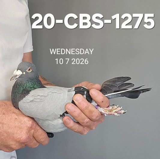 20-CBS-1275 Blue Cock. Son "Khan the Golden" & "Hermelijn".