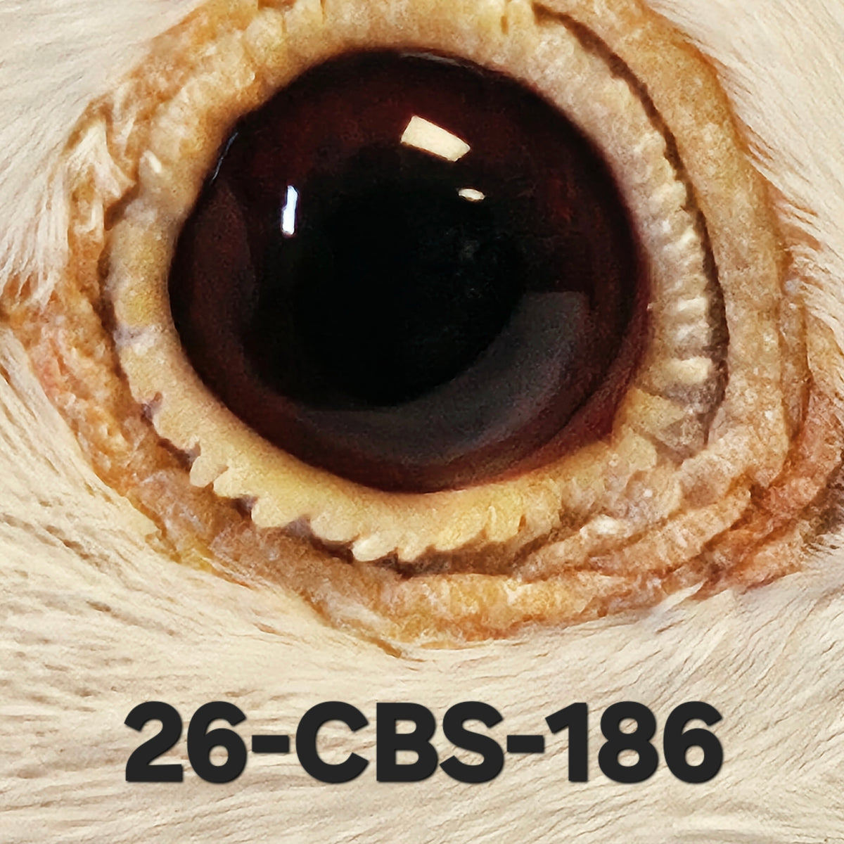 26-CBS-186 Belgian White hen.