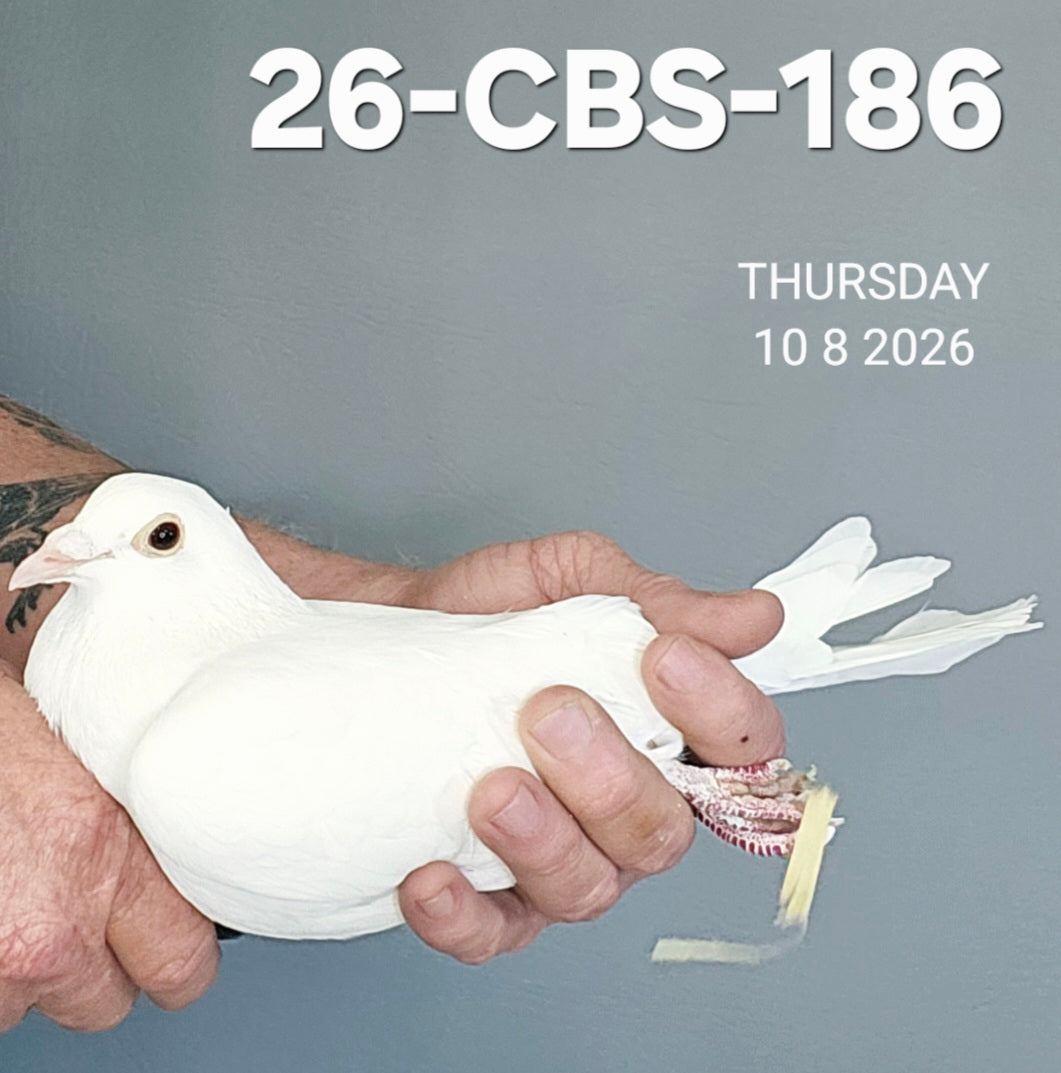 26-CBS-186 Belgian White hen.