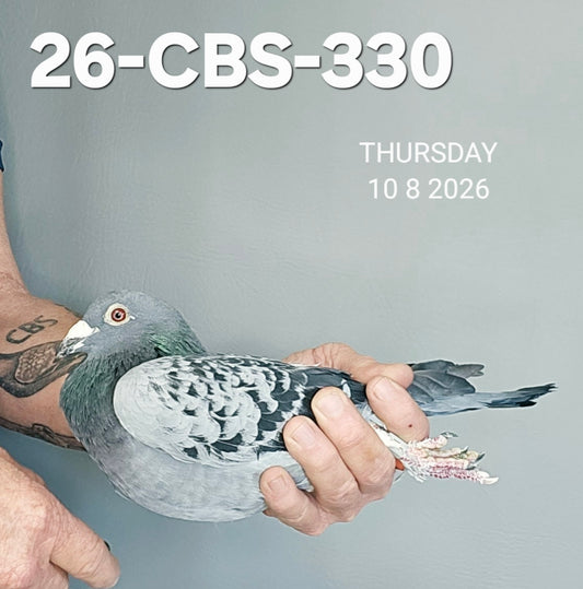 26-CBS-330 Blue check cock. 019 Janssen