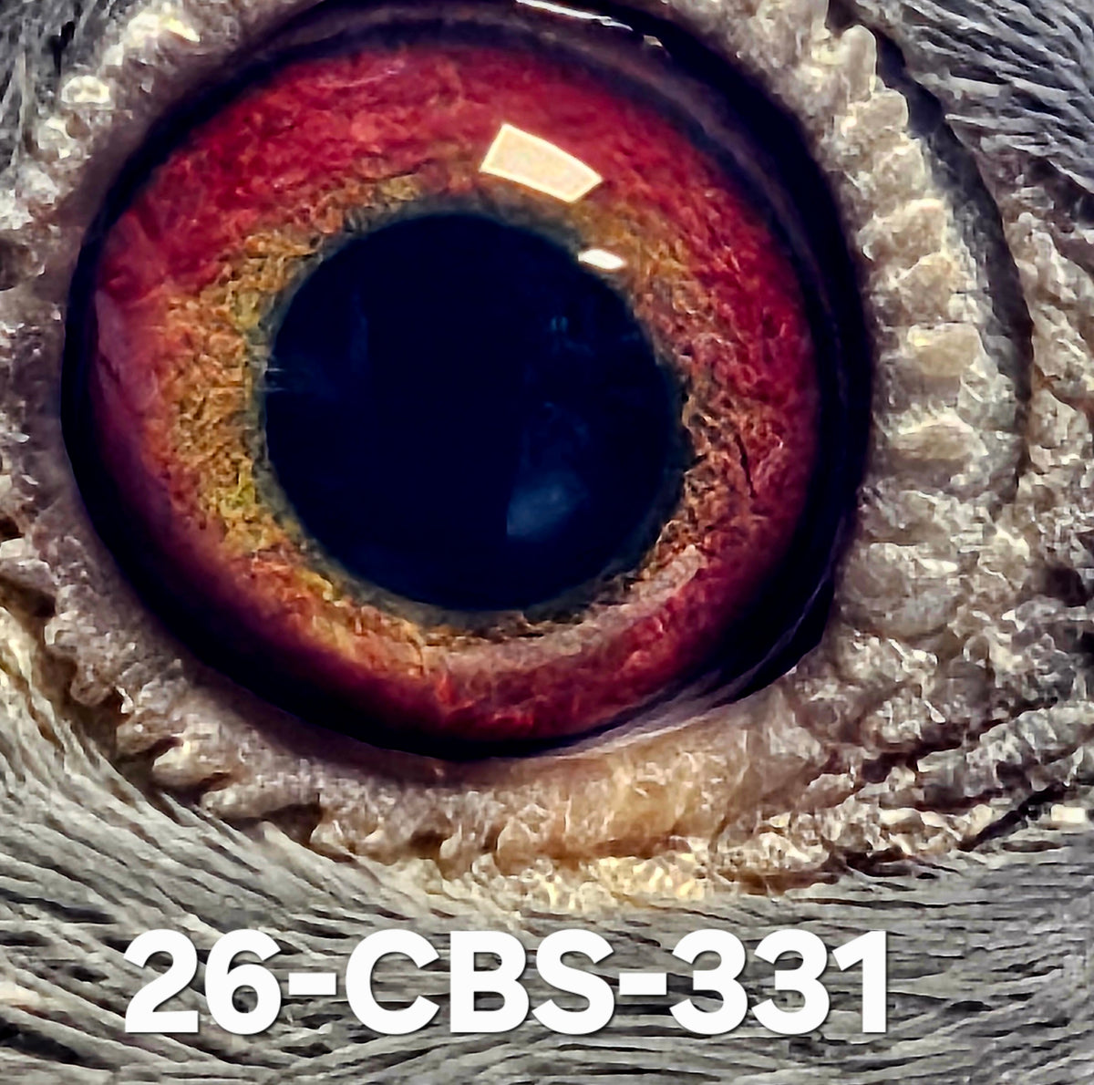 26-CBS-331 Blue cock. Lambrechts & Kaasboer.