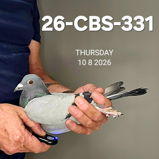 26-CBS-331 Blue cock. Lambrechts & Kaasboer.