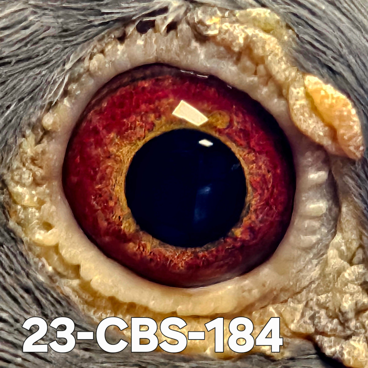 23-CBS-184 BB cock. Grandson "Rudi" & "Kambree".