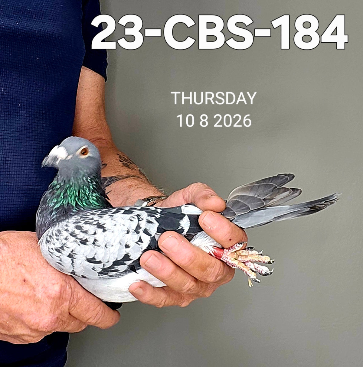 23-CBS-184 BB cock. Grandson "Rudi" & "Kambree".
