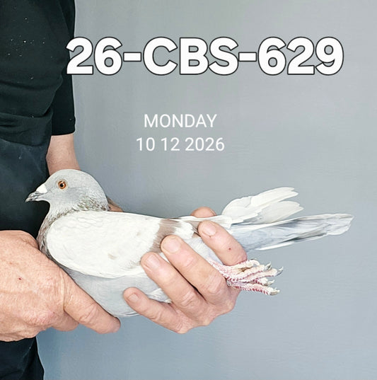 26-CBS-629 Silver cock.